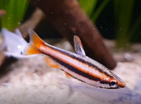 Nannostomus mortenthaleri