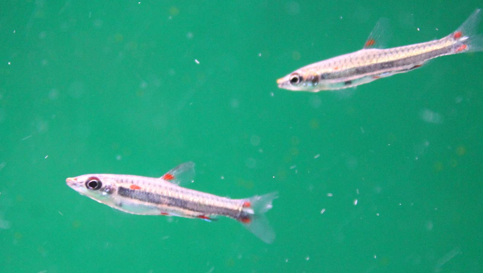 Nannostomus trifasciatus - Pencilfish