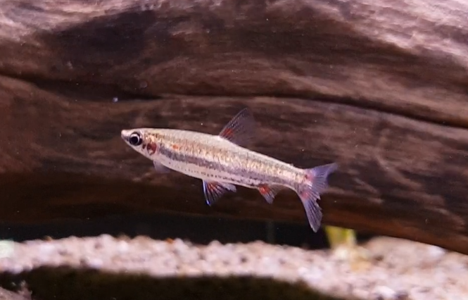 Nannostomus trifasciatus