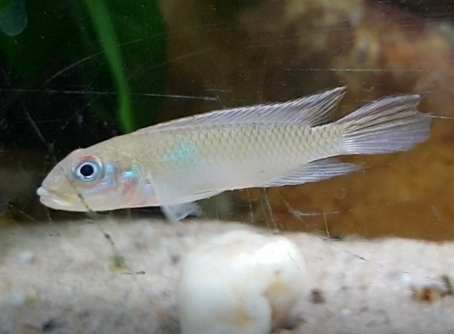 Nanochromis parilus