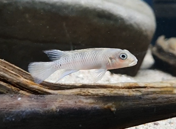 Nanochromis transvestitus