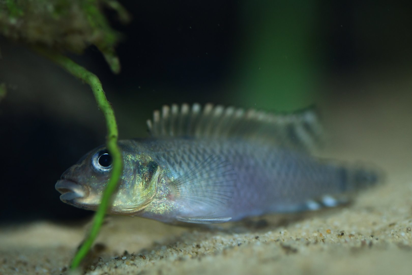 Nanochromis transvestitus