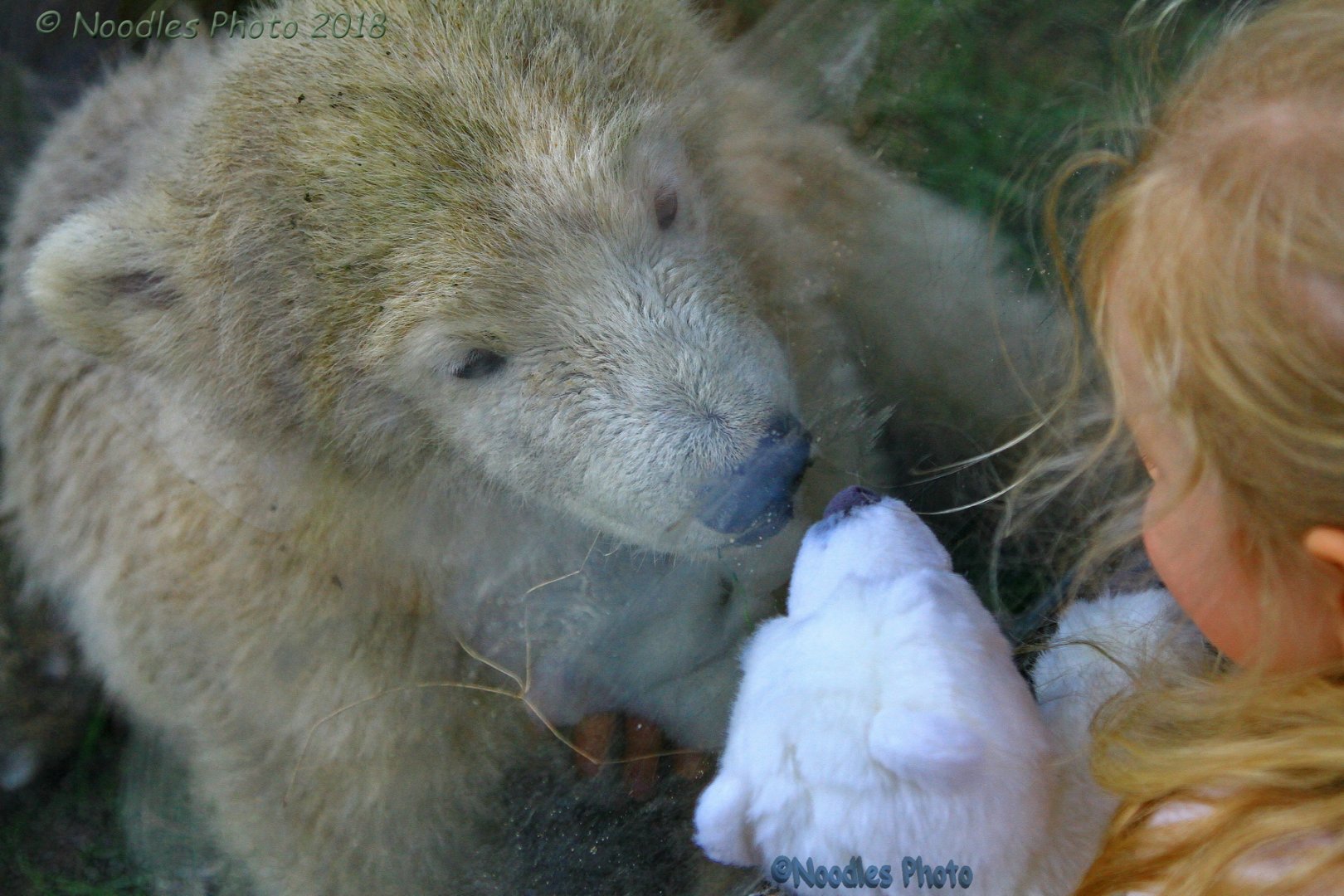 Nanook and the plush polar bear