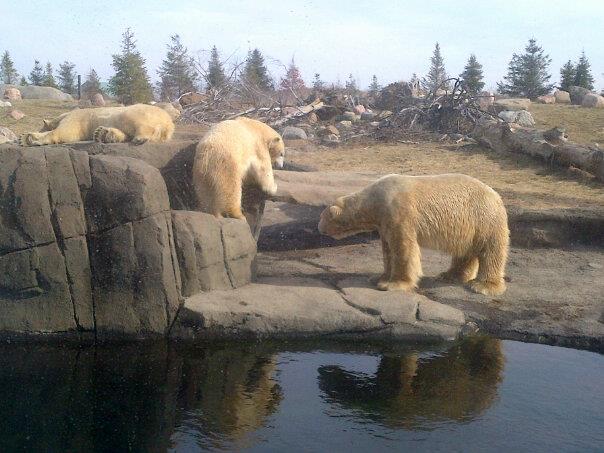 Nanook, Aurora and Anana