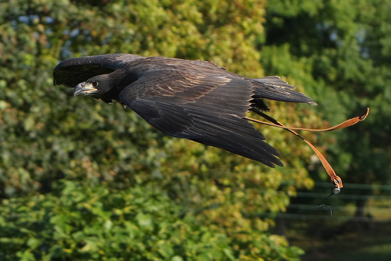 Nanook - Juvenile Male Bald Eagle