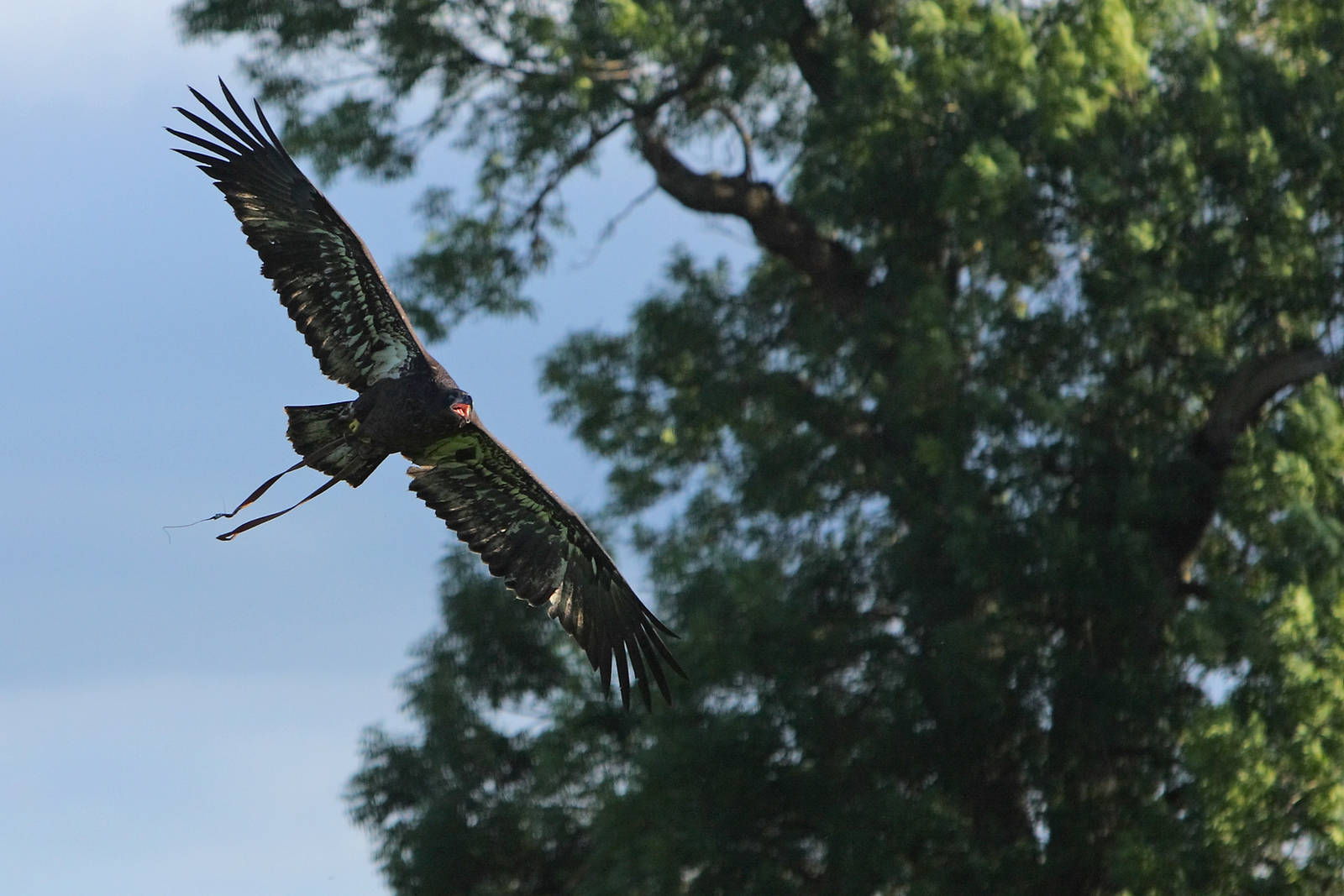 Nanook - Juvenile Male Bald Eagle
