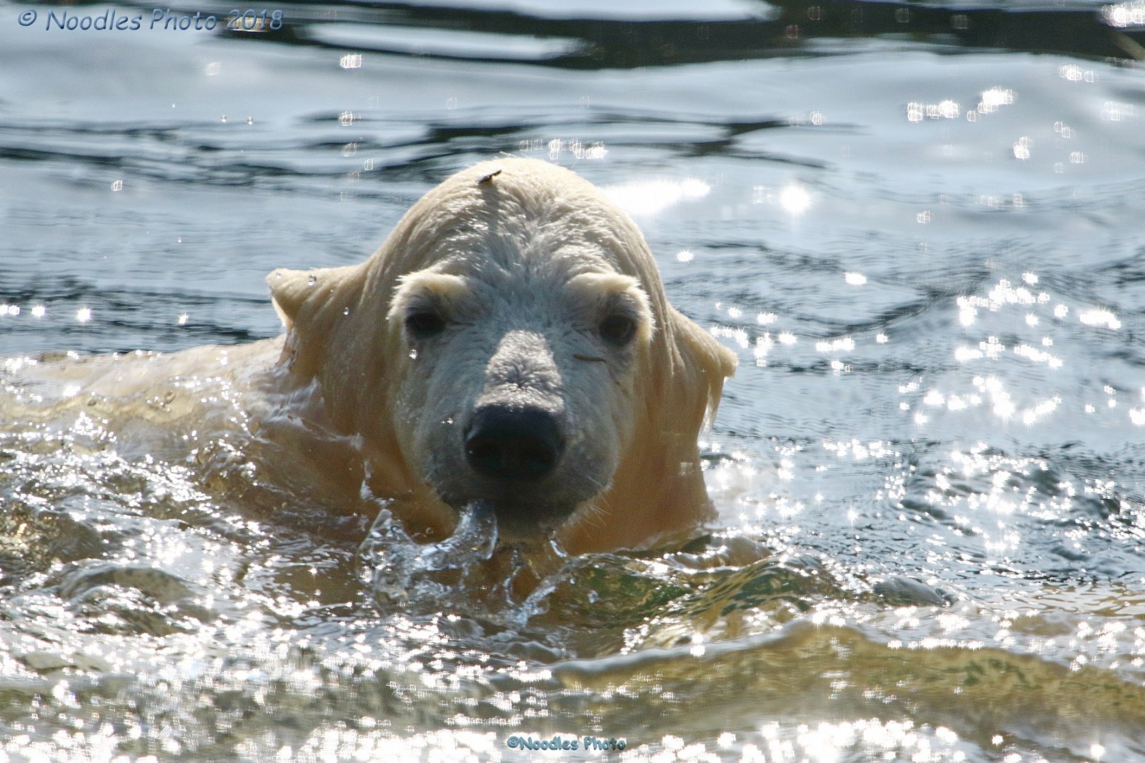 Nanook, polar bear cub