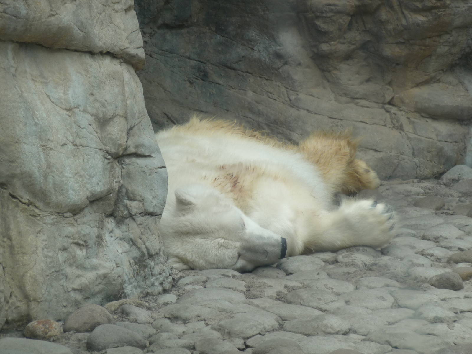 Nanooka,female polar bear Chapultepec Zoo, 1981 - 2013