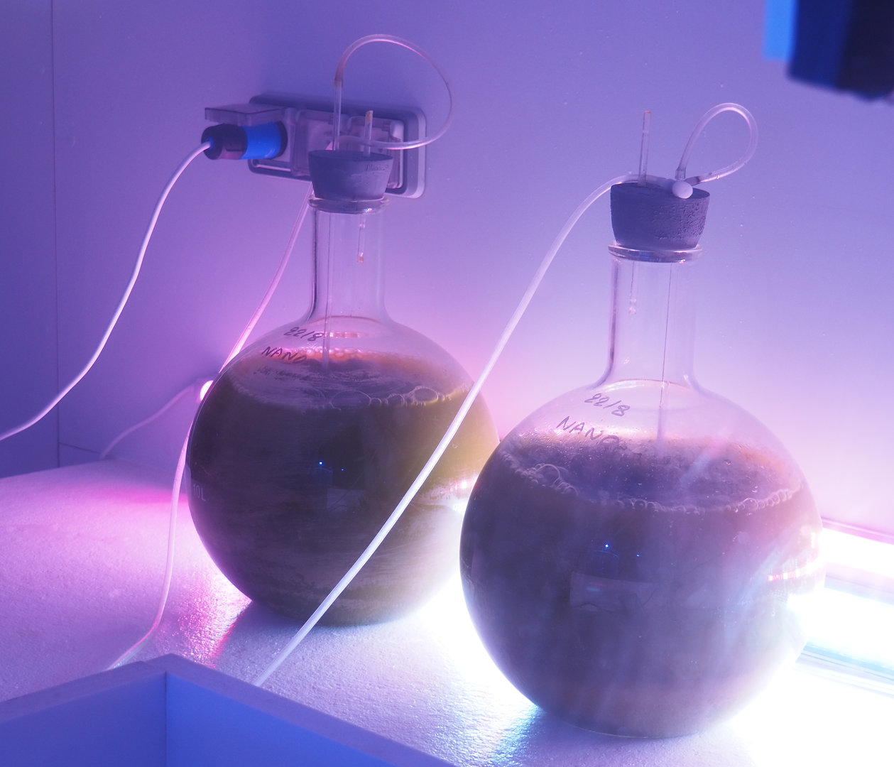 Nanoplankton growing flasks, 2022-09-14