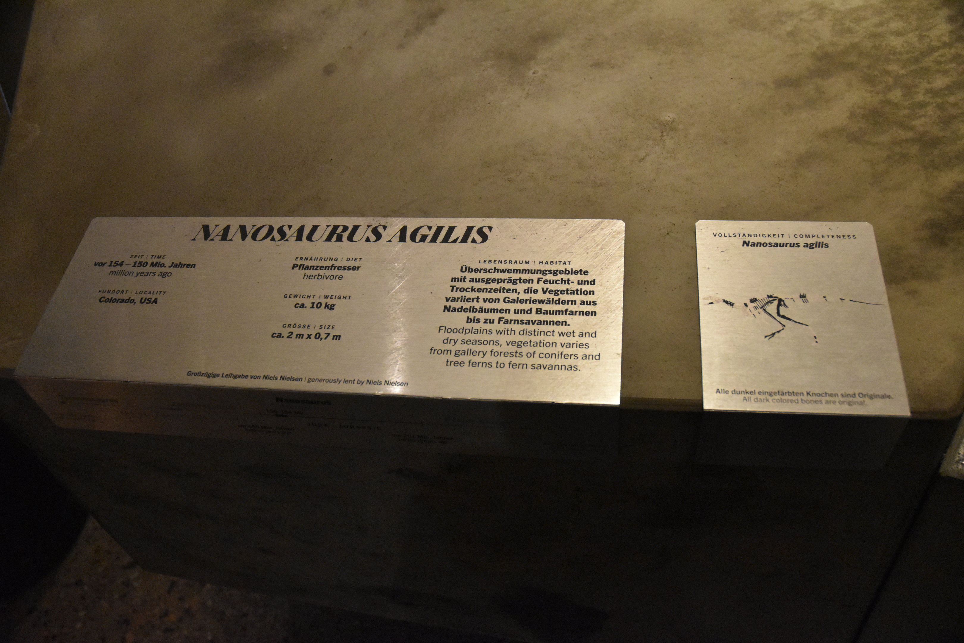 Nanosaurus Signage, Museum für Naturkunde, Berlin, 7th June 2023