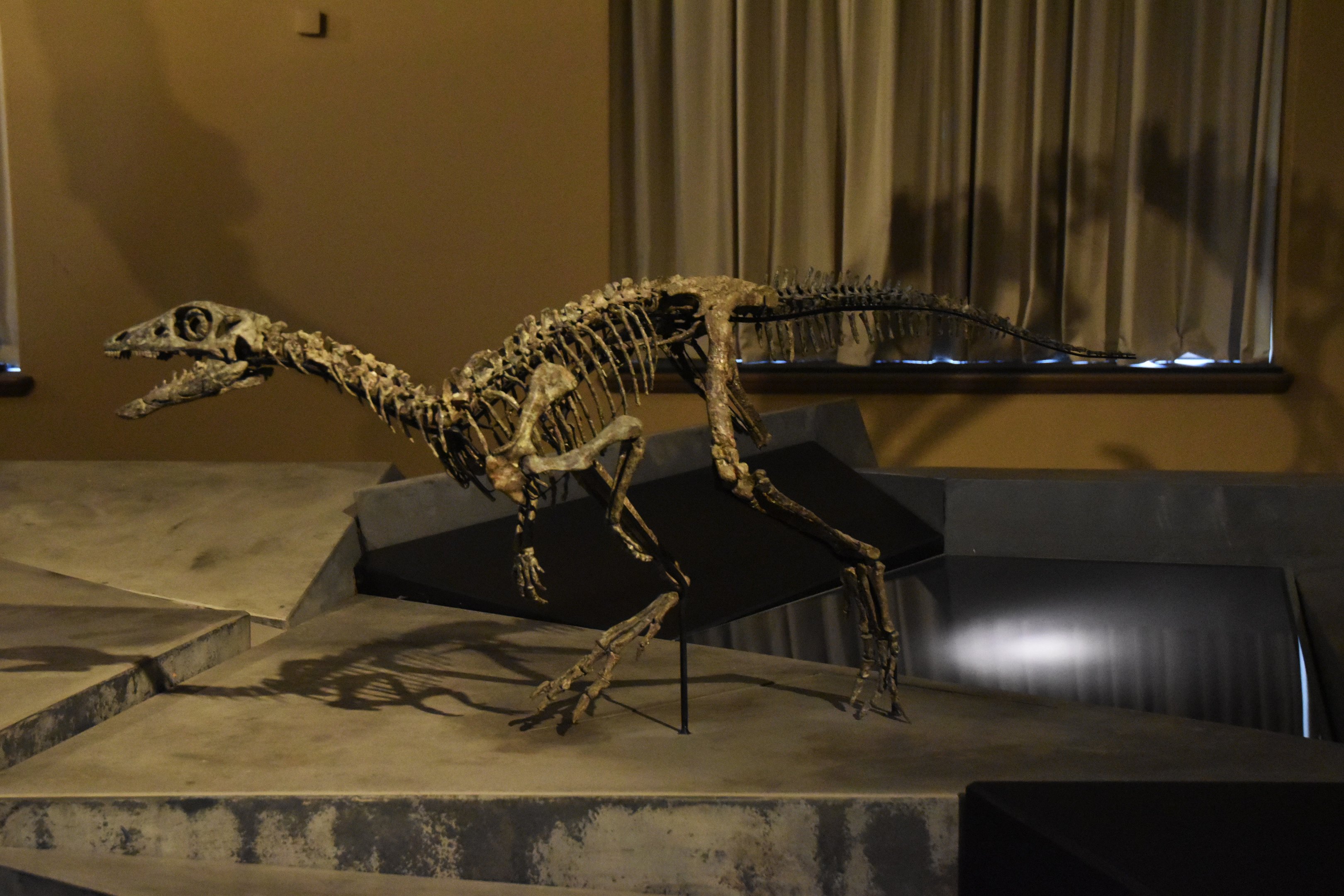 Nanosaurus Specimen, Museum für Naturkunde, Berlin, 7th June 2023