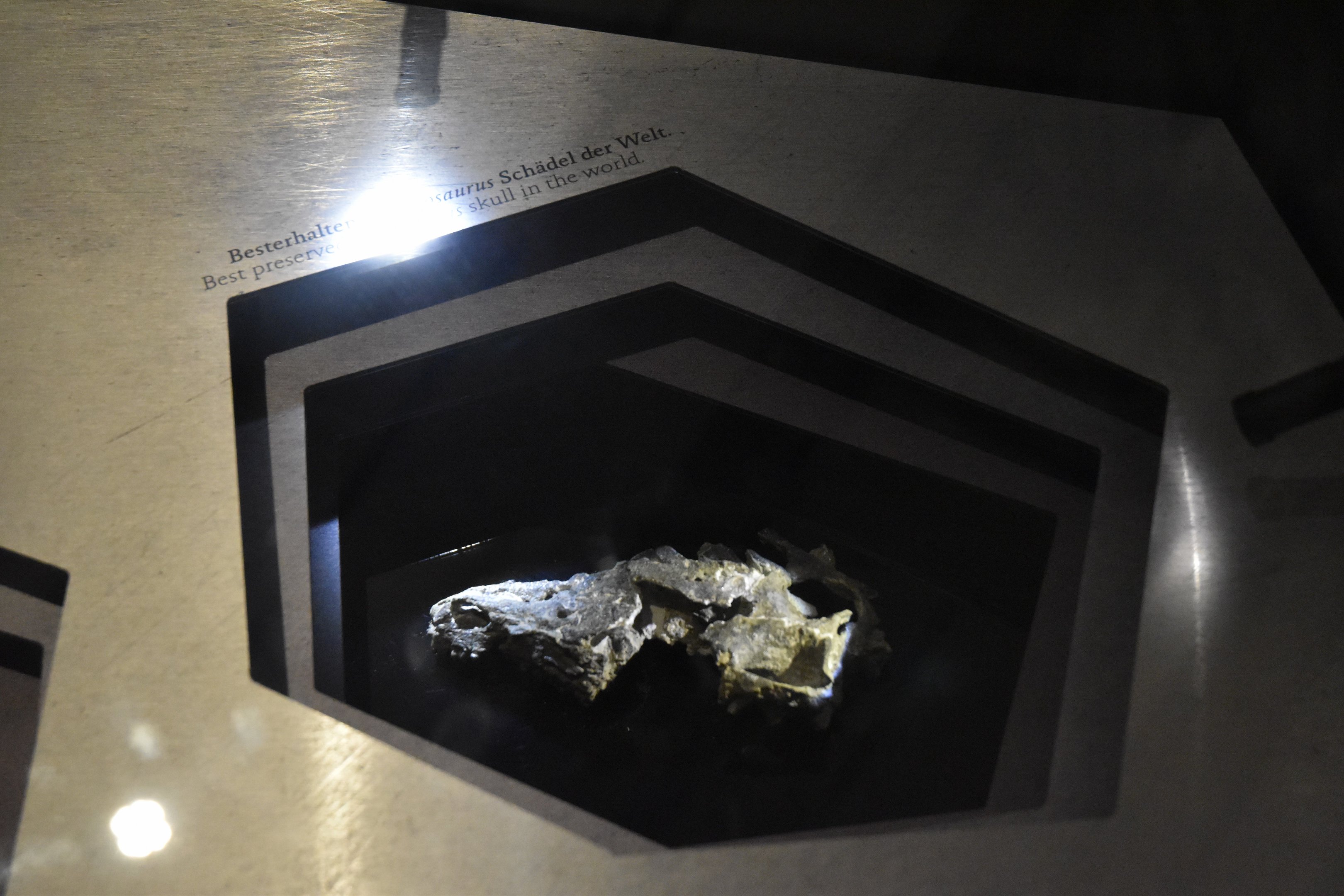 Nanosaurus Specimen, Museum für Naturkunde, Berlin, 7th June 2023