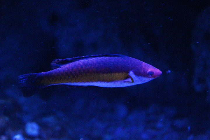 Naoko's fairy-wrasse (Cirrhilabrus naokoae) - BXSea