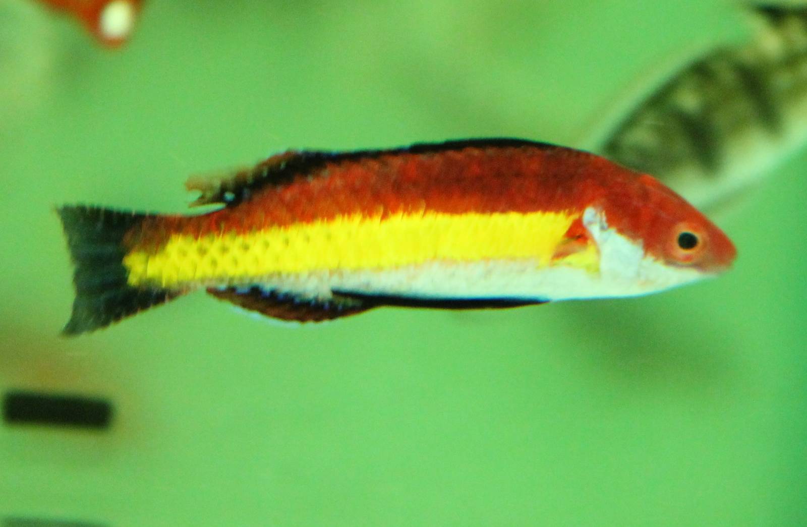 Naoko's Fairy Wrasse (Cirrhilabrus naokoae)