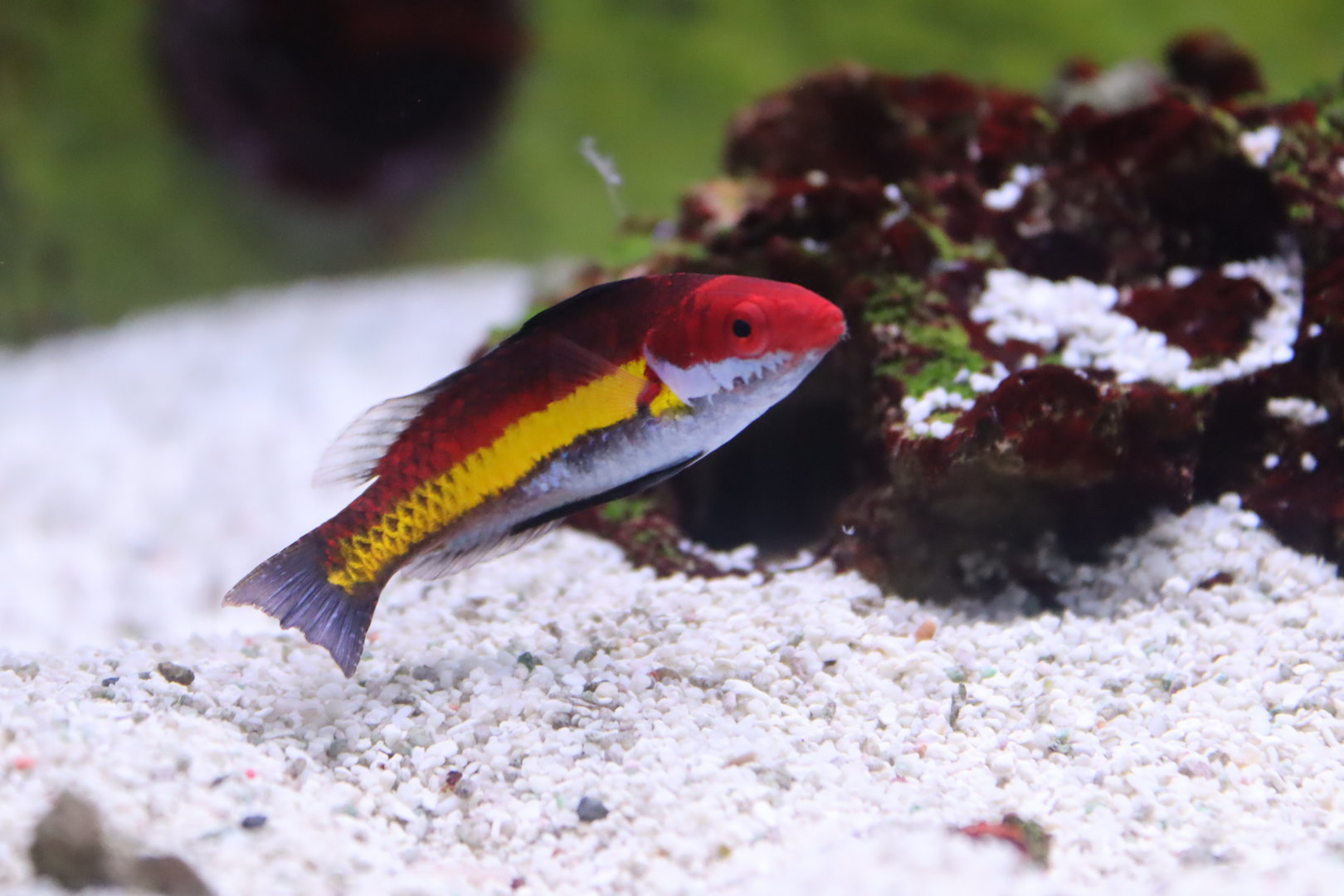 Naoko's Fairy Wrasse