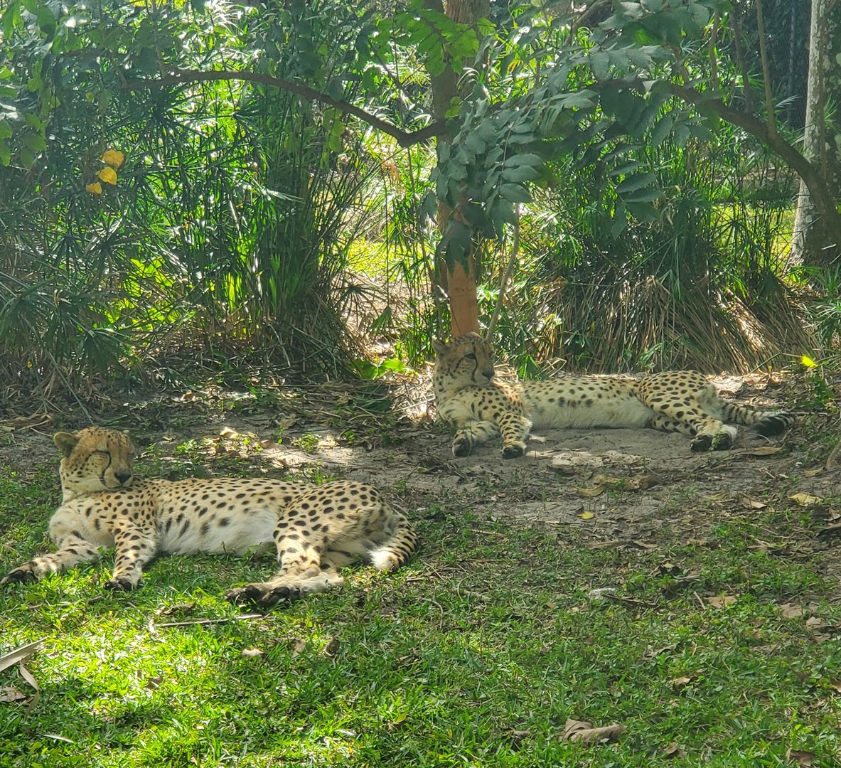 Naples Zoo (2022) - Cheetahs