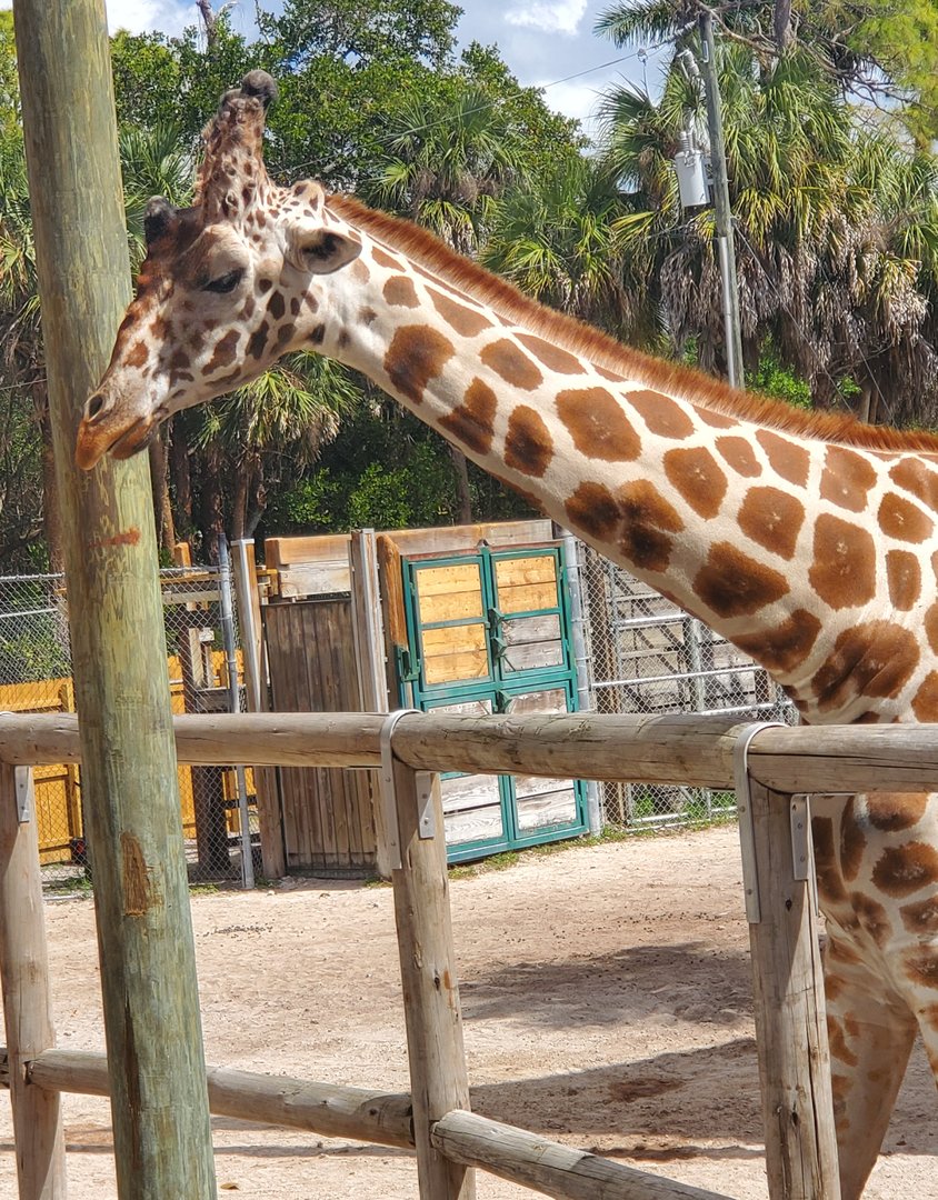 Naples Zoo (2022) - Giraffe
