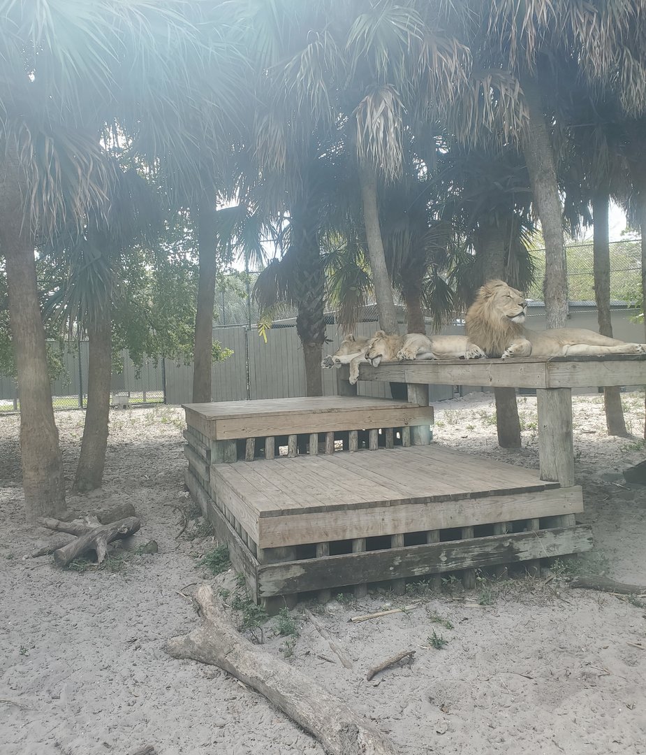 Naples Zoo (2022) - Lions hanging out