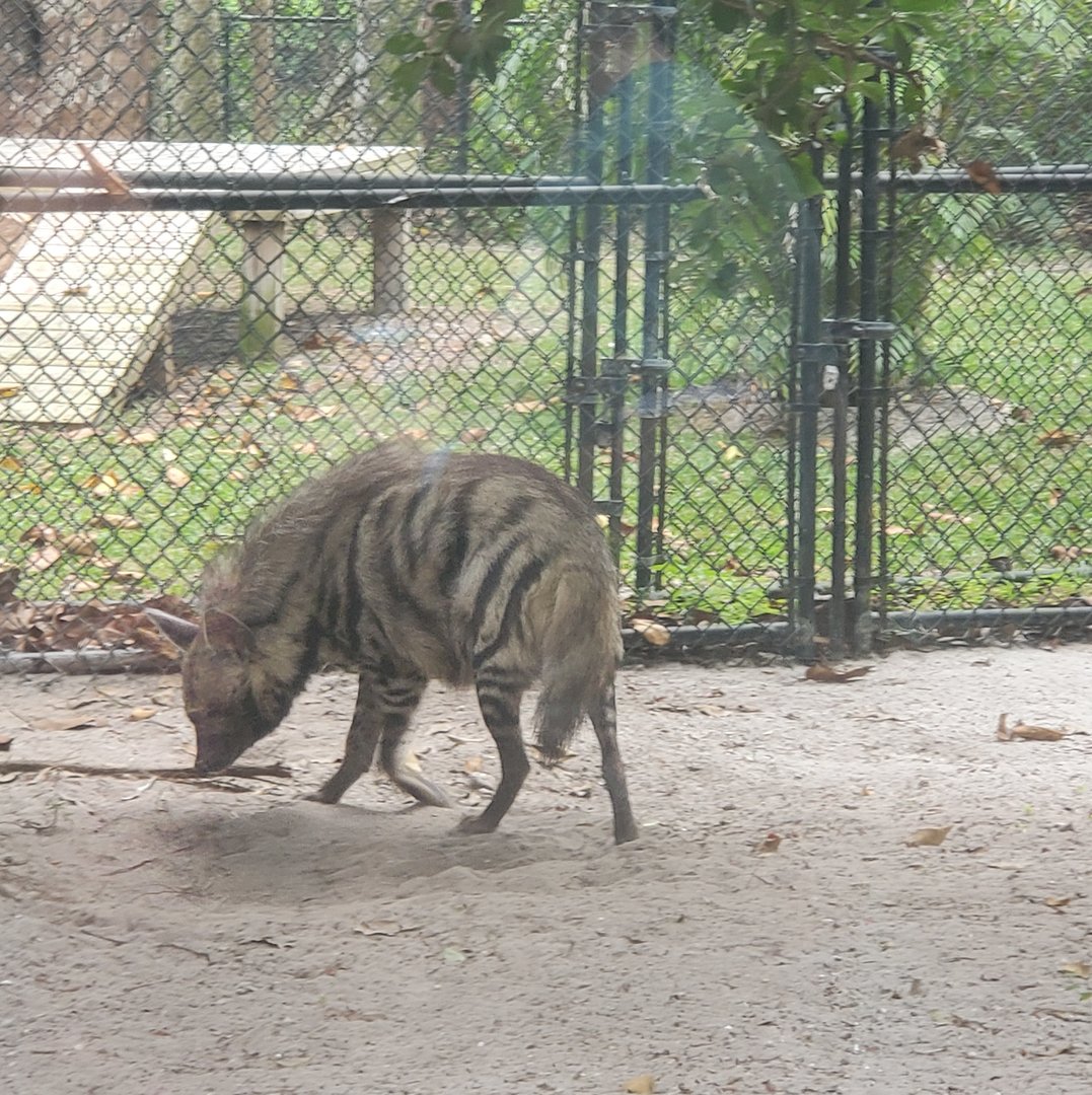 Naples Zoo (2022) - Striped Hyena