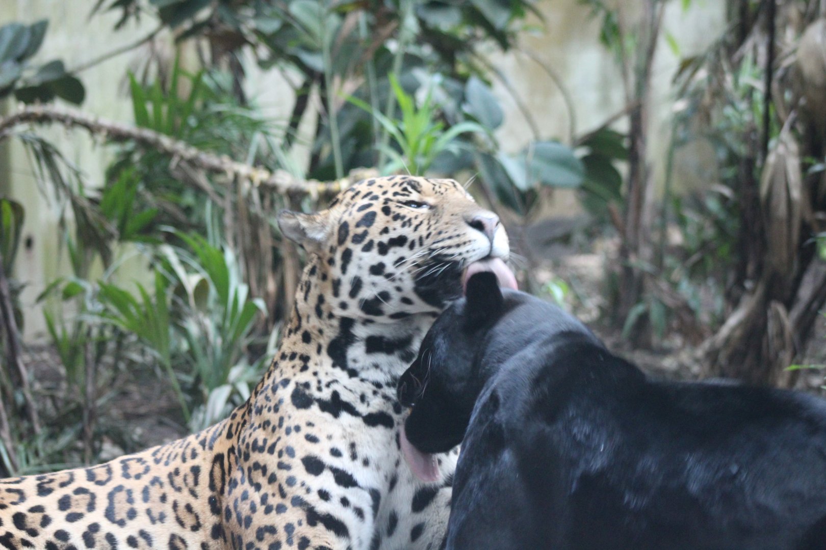 Napo & Goshi grooming each other