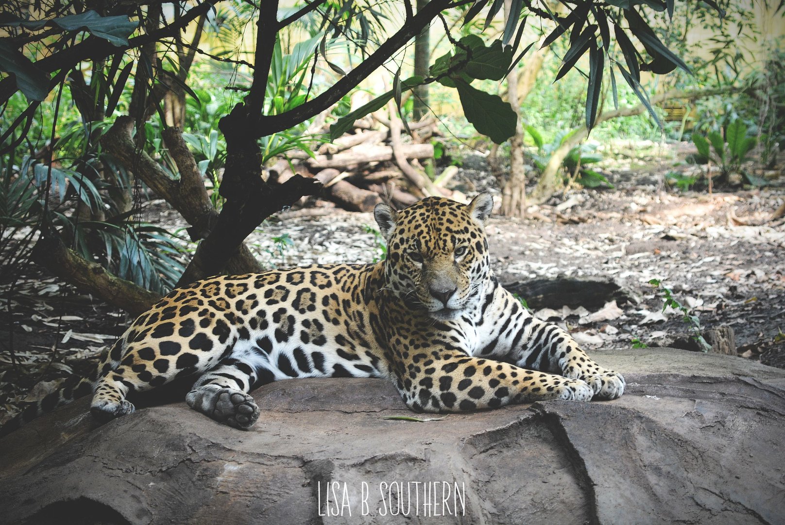 Napo Jaguar