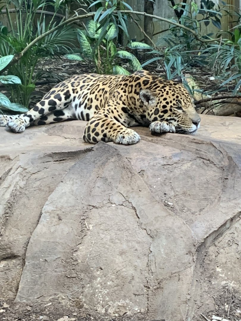 Napo the Jaguar