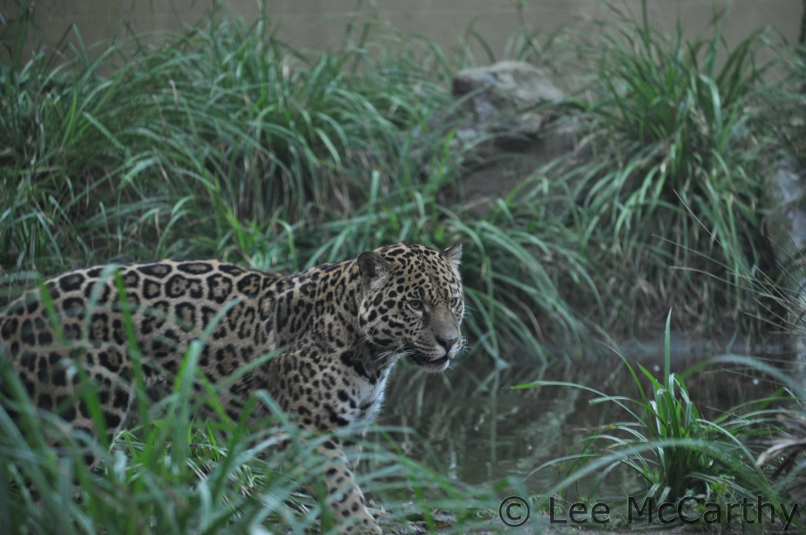 Napo the New Male Jaguar at Chester