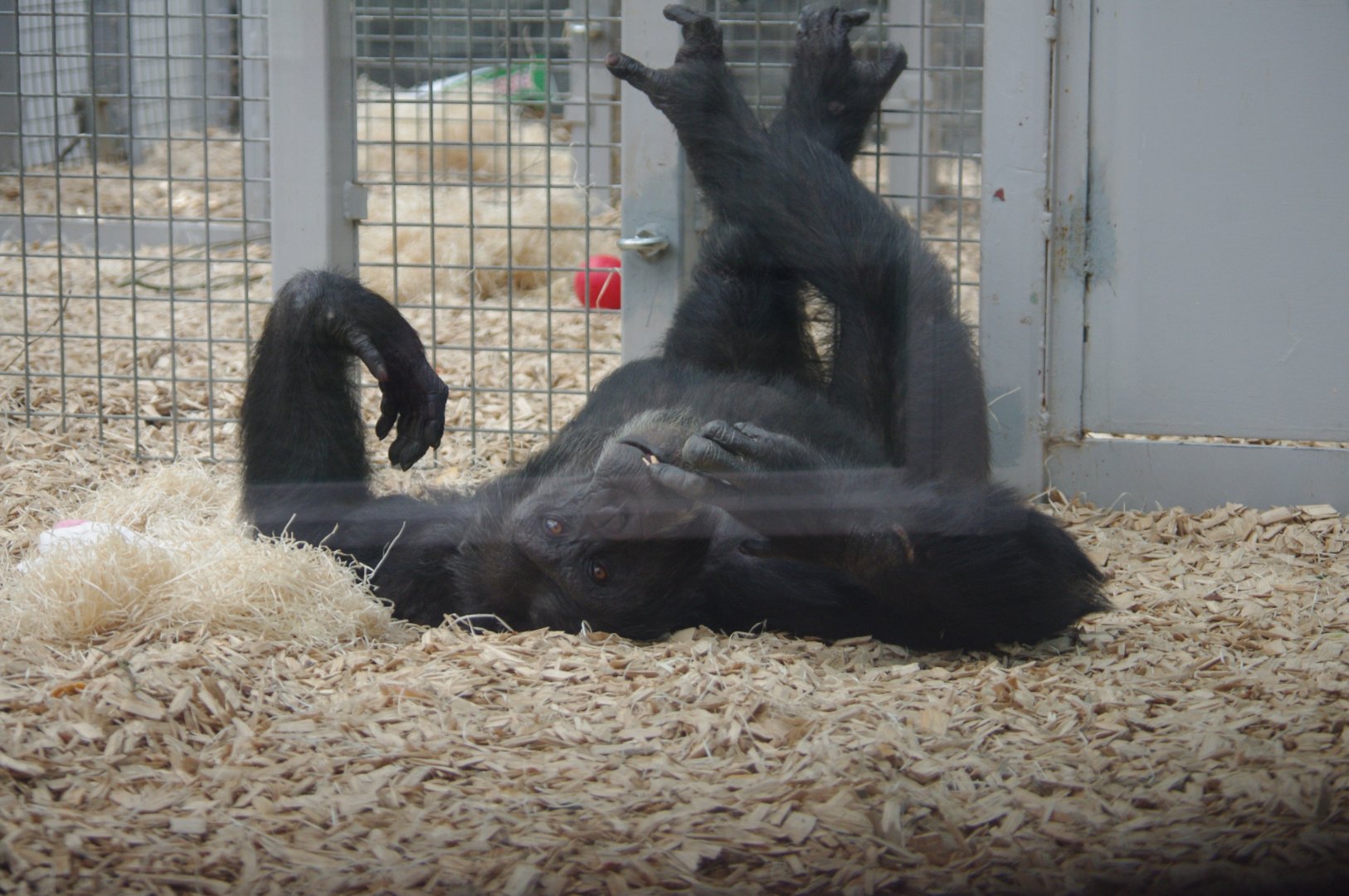 Napoleon- Chimpanzee- 10/4/2025