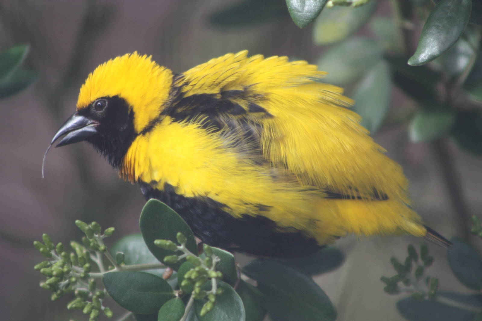 Napoleon Weaver, 13th July 2014