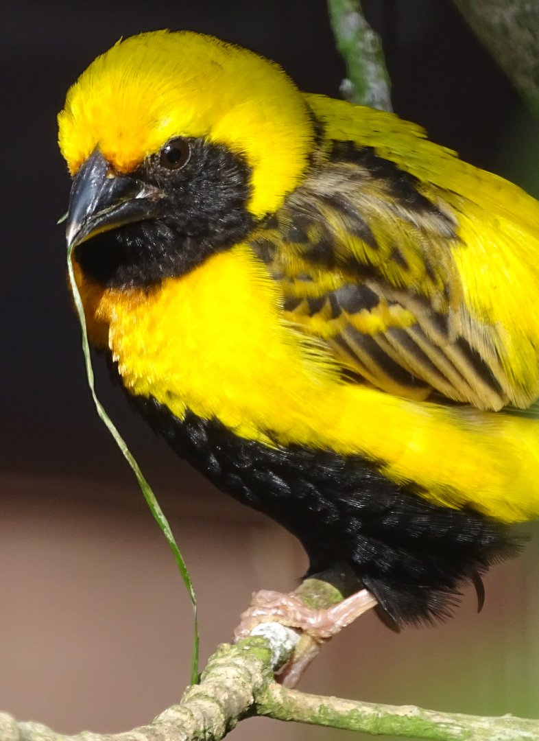 Napoleon Weaver, 1st August 2024