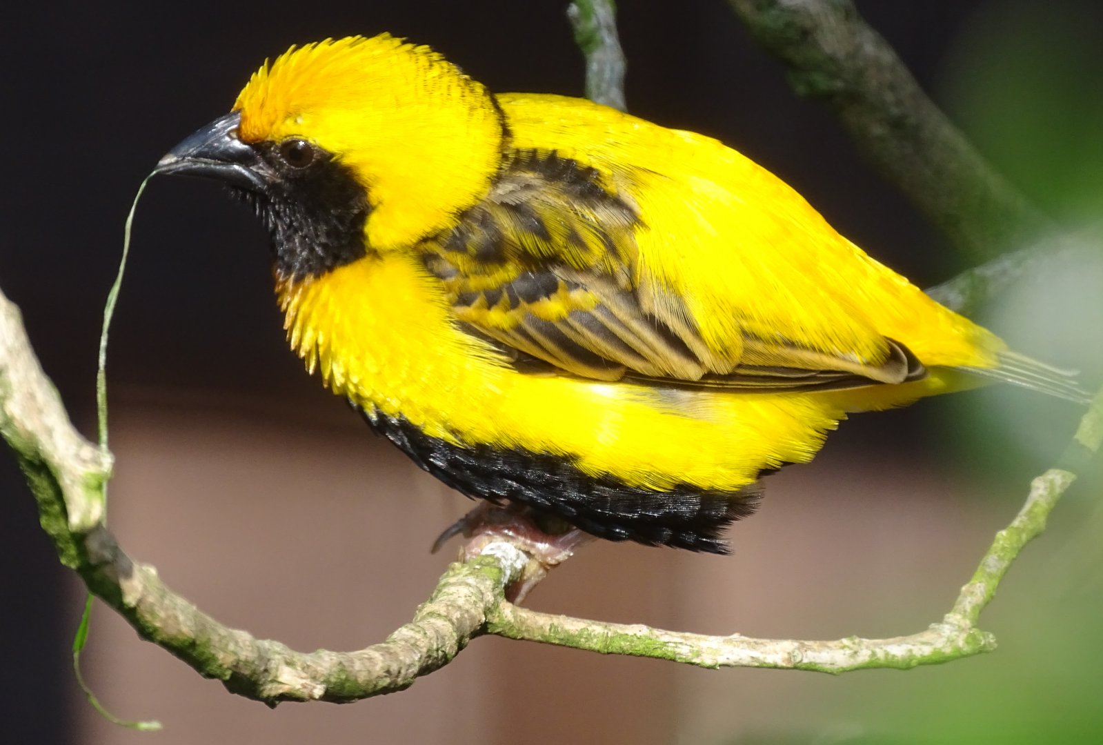 Napoleon Weaver, 1st August 2024