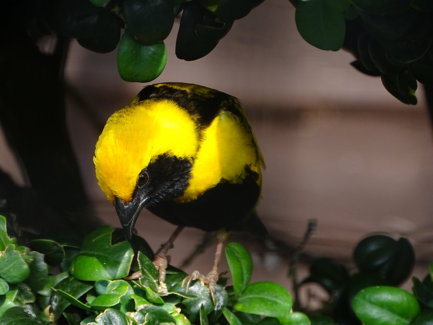 Napoleon Weaver, 26th July 2025