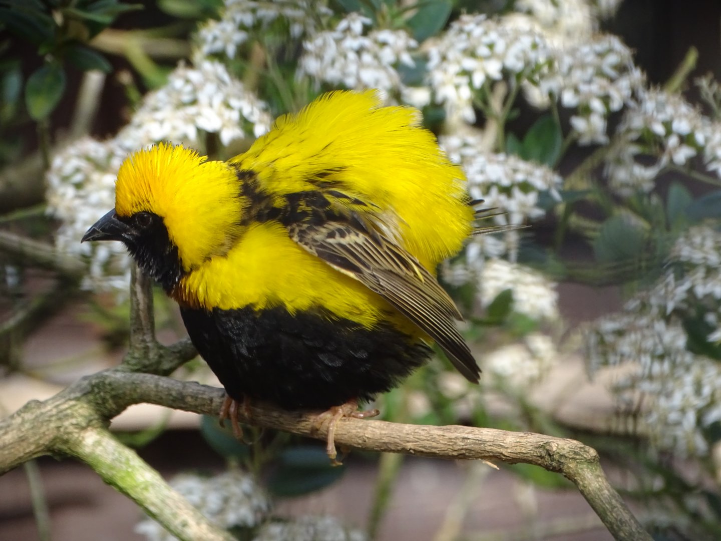 Napoleon Weaver, 26th July 2025