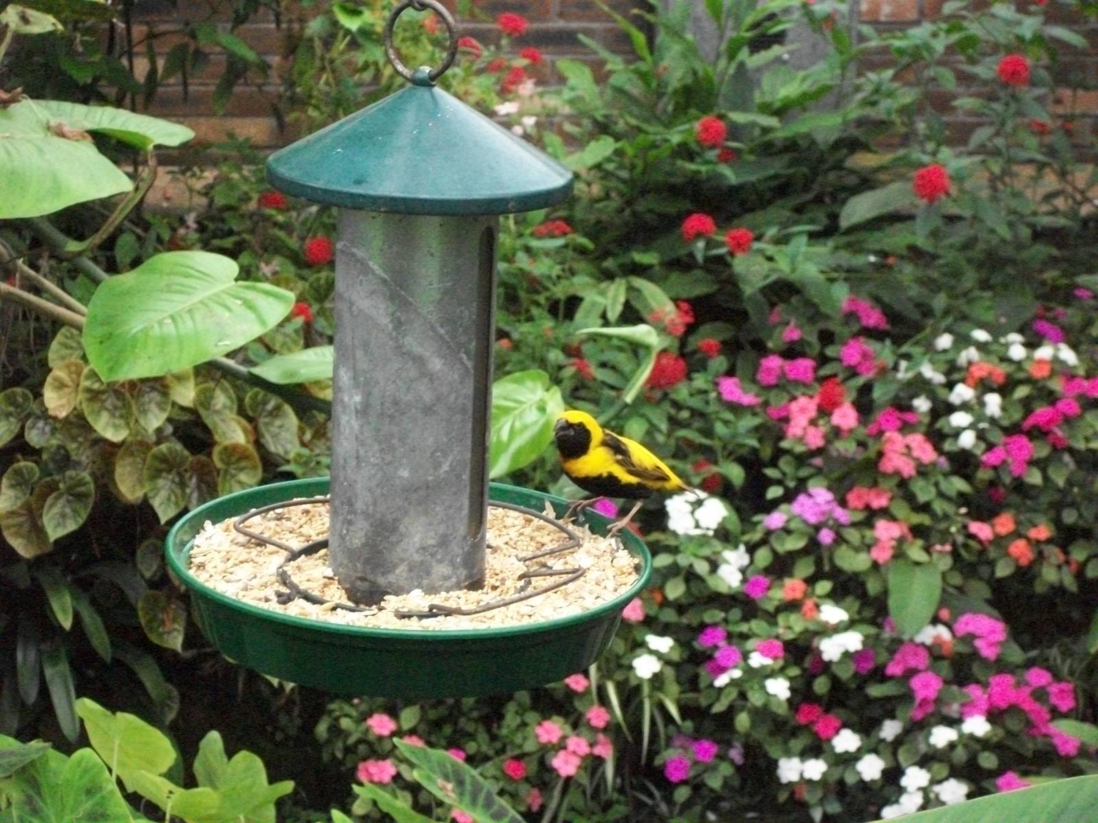 Napoleon Weaver, 3rd August 2012