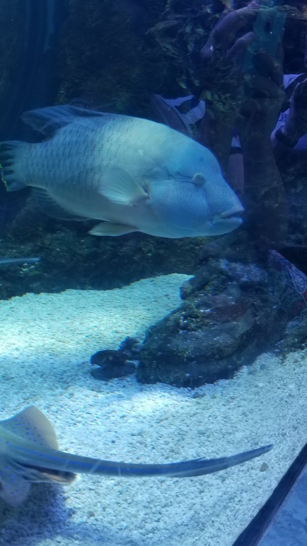 Napoleon wrasse, blue spotted ray