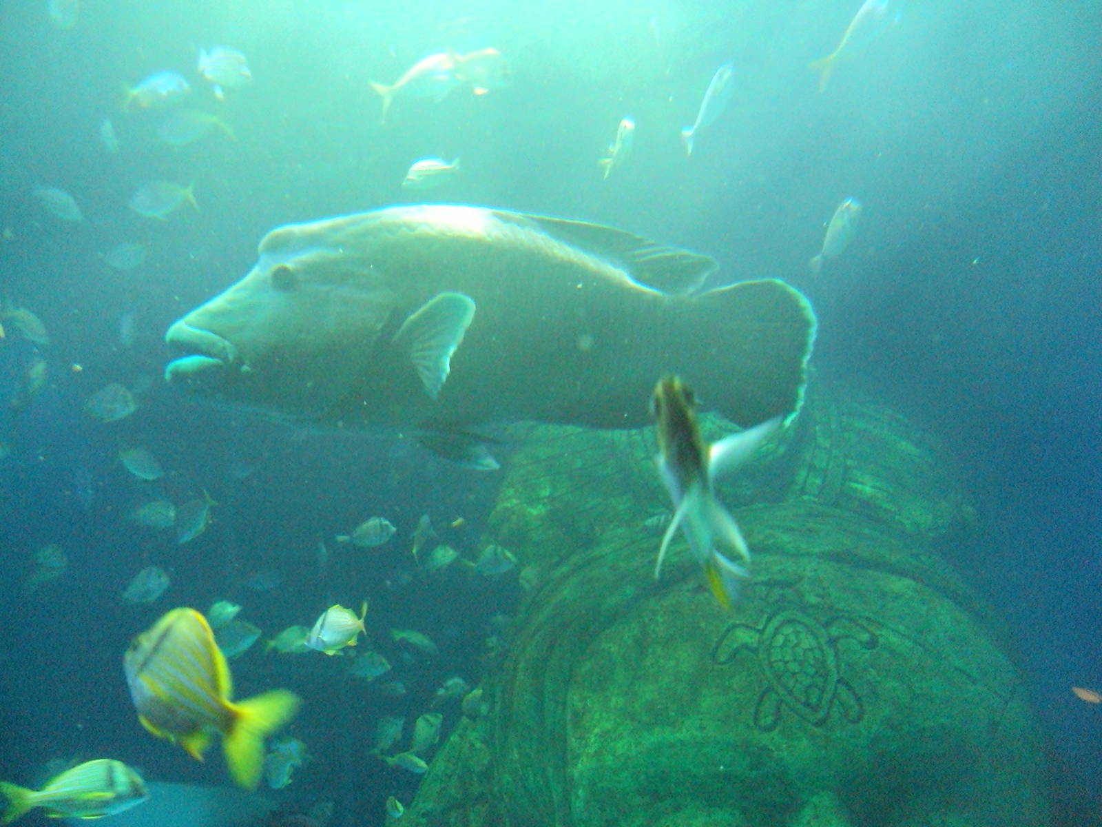 Napoleon Wrasse (Cheilinus undulatus)