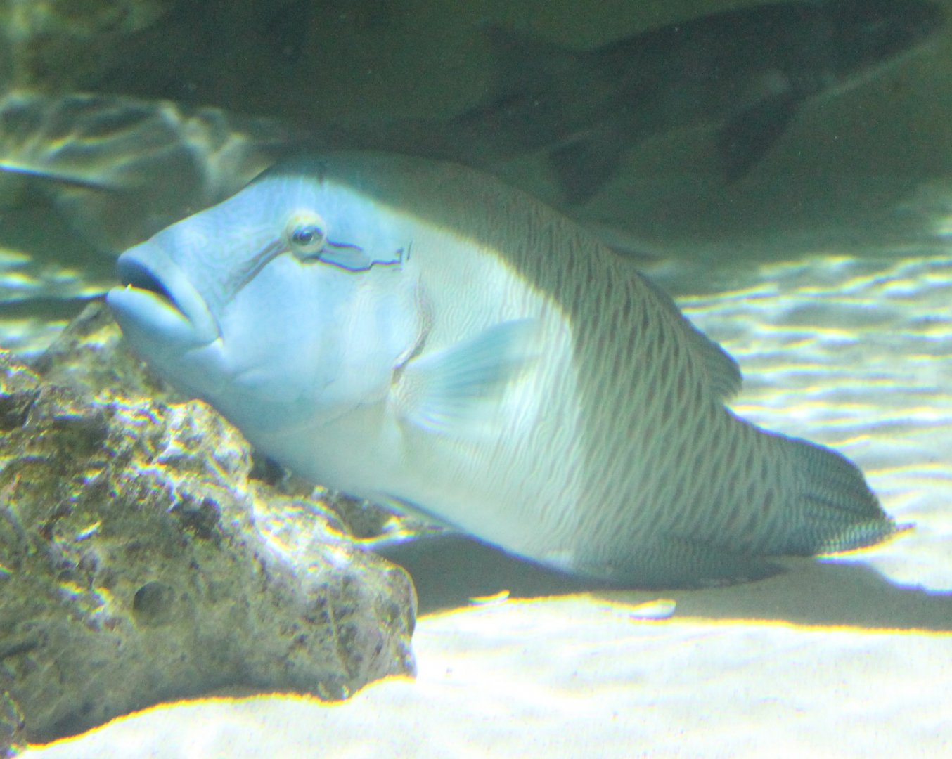 Napoleon wrasse (humphead wrasse), Cheilinus undulatus.