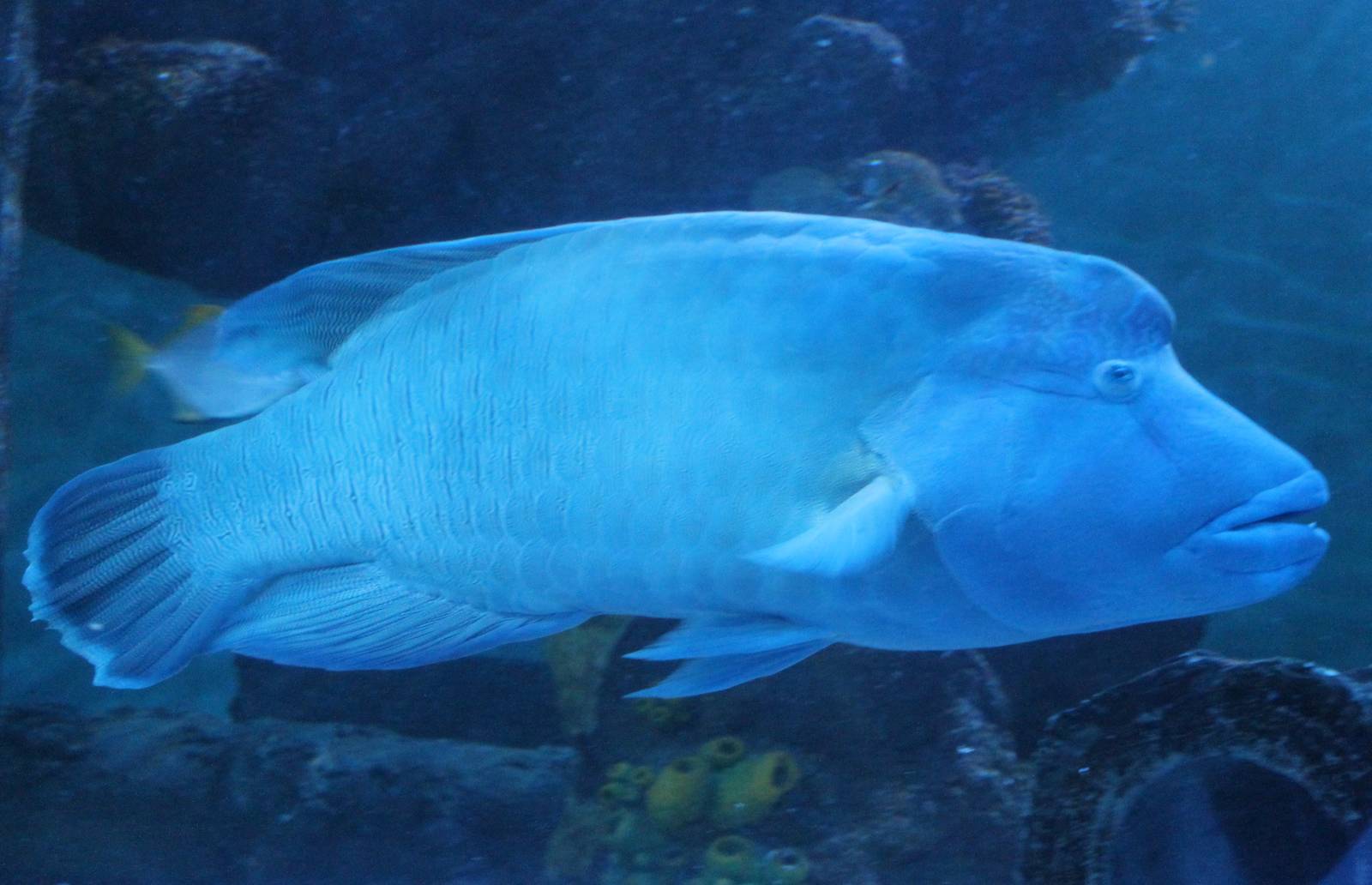 Napoleon wrasse