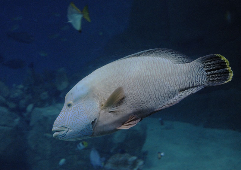 Napoleon wrasse
