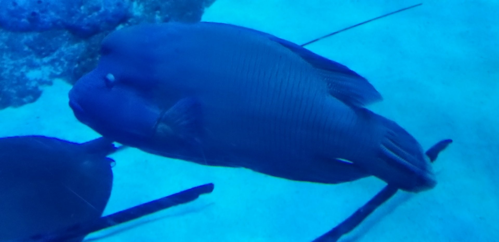 Napoleon Wrasse