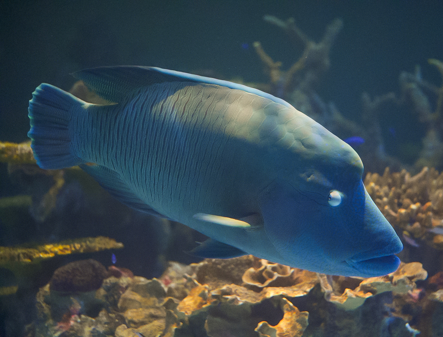 Napoleon Wrasse