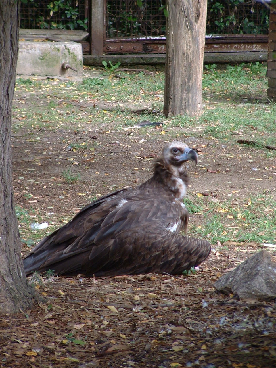Napoli Zoo - Oct 2010 - Cinereous Vulture