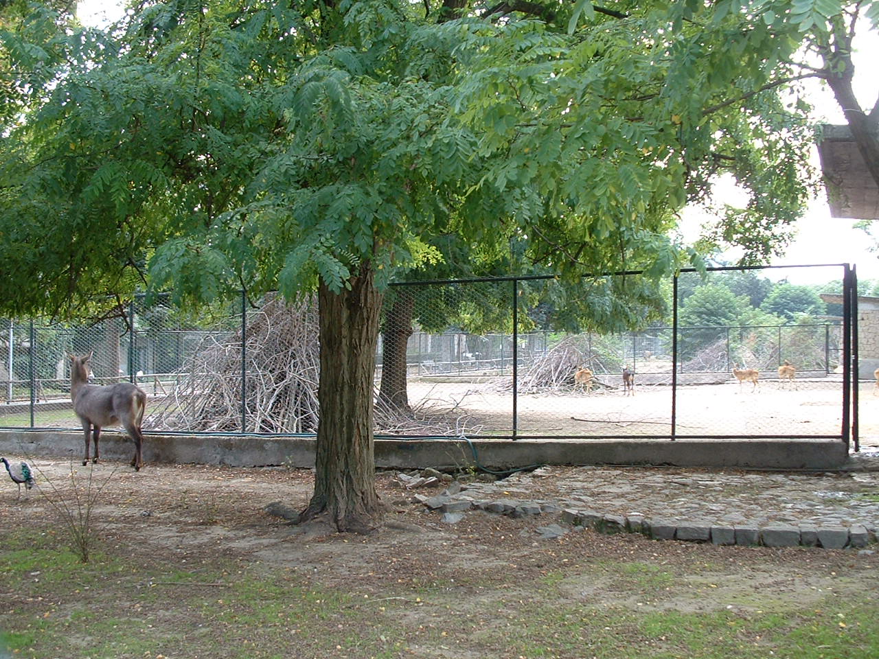 Napoli Zoo - Oct 2010