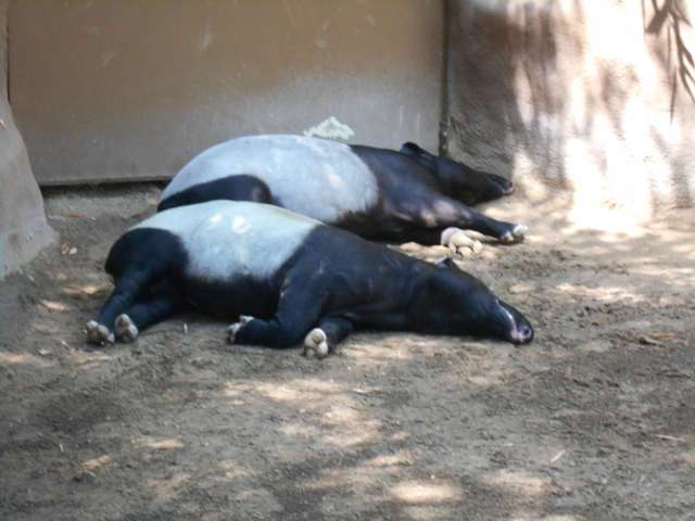 Napping Malayan tapirs