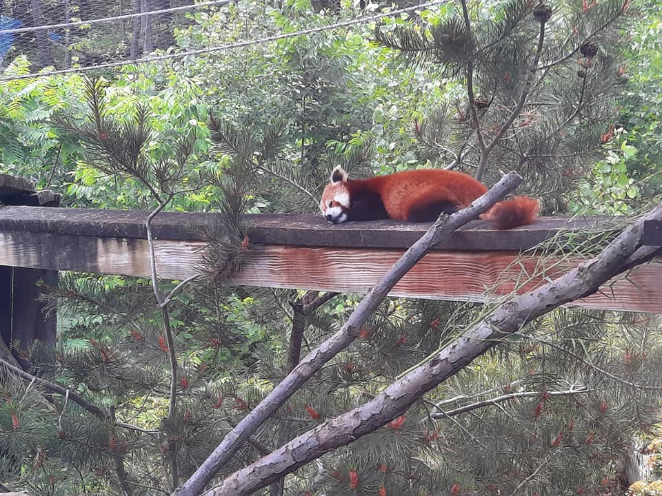 Napping Red Panda