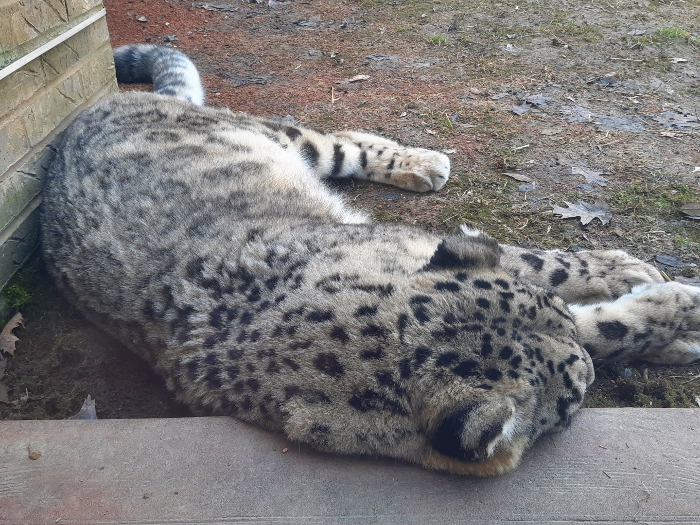 Napping Snow Leopard