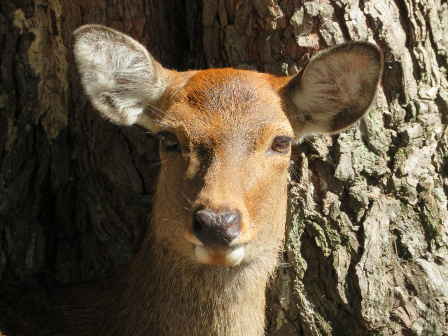 Nara Deer Park, Japan