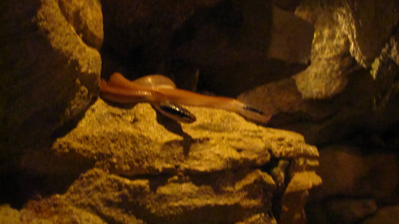 Naracoorte Cave - Cave Racers