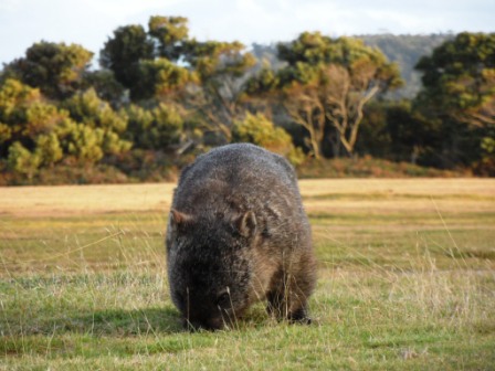 Narawntapu National Park, Tasmania