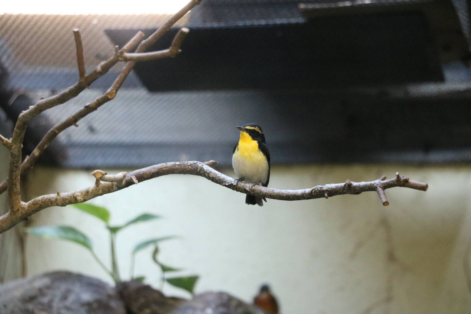 Narcissus flycatcher, February 2016